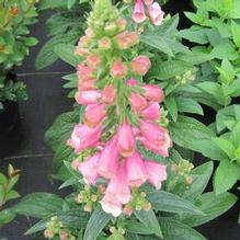 Digitalis 'Artic Fox Rose' Digitalis 'Artic Fox Rose'
