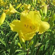 Hemerocallis 'Happy Returns' Hemerocallis 'Happy Returns'