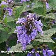 Nepeta 'Blue Prelude' Nepeta 'Blue Prelude'