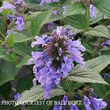 Nepeta 'Blue Prelude'