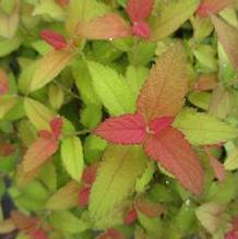 Spiraea Double Play® Candy Corn®