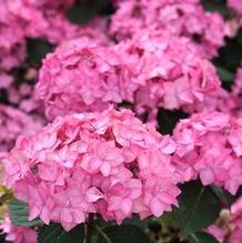 Hydrangea macrophylla Let's Dance Can Do®