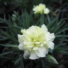 Dianthus Odessa® 'Yellow Bling Bling'