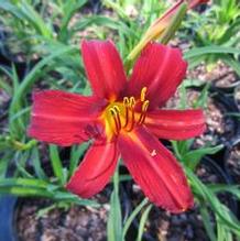 Hemerocallis 'Pardon Me'