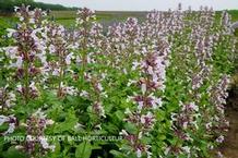 Nepeta Whisper™ Pink