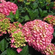 Hydrangea Endless Summer® Summer Crush®