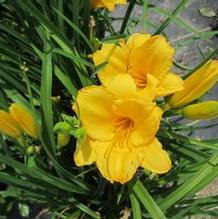 Hemerocallis 'Stella de Oro' Hemerocallis 'Stella de Oro'