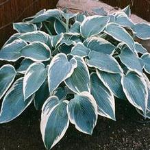 Hosta 'El Nino' Hosta 'El Nino'