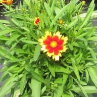 Coreopsis Uptick™ 'Gold & Bronze' Coreopsis Uptick™ 'Gold & Bronze'