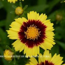 Coreopsis Uptick™ 'Yellow & Red'