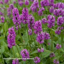 Stachys 'Hummelo' Stachys 'Hummelo'