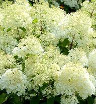 Hydrangea paniculata Bobo®