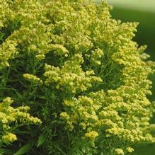 Solidago x. 'Little Lemon' Solidago x. 'Little Lemon'