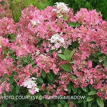 Hydrangea paniculata Little Quick Fire® Hydrangea paniculata Little Quick Fire®