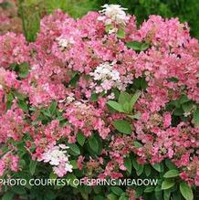 Hydrangea paniculata Little Quick Fire®