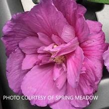 Hibiscus Dark Lavender Chiffon® Hibiscus Dark Lavender Chiffon®
