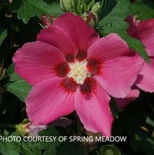 Hibiscus Paraplu Rouge™ Hibiscus Paraplu Rouge™
