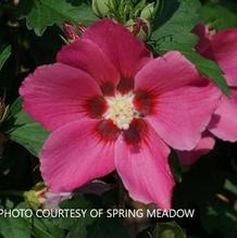 Hibiscus Paraplu Rouge™