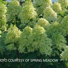 Hydrangea paniculata Limelight Prime®