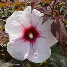 Hibiscus 'Kopper King' Hibiscus 'Kopper King'