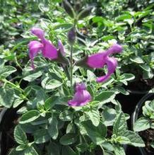 Salvia Arctic Blaze™ Purple