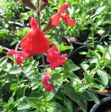 Salvia Arctic Blaze™ Red