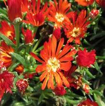 Delosperma Ocean Sunset™ Orange Vibe Delosperma Ocean Sunset™ Orange Vibe