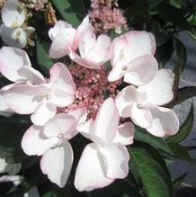 Hydrangea macrophylla Game Changer® Picotee Hydrangea macrophylla Game Changer® Picotee