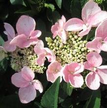 Hydrangea macrophylla Game Changer® Pink Hydrangea macrophylla Game Changer® Pink