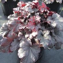 Heuchera 'Plum Pudding'