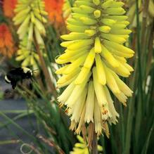 Kniphofia Poco™ Citron