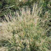 Miscanthus sinensis 'Little Kitten' Miscanthus sinensis 'Little Kitten'
