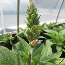 Digitalis 'Camelot Lavender'