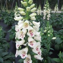 Digitalis 'Camelot Cream' Digitalis 'Camelot Cream'