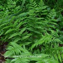 Dryopteris marginalis