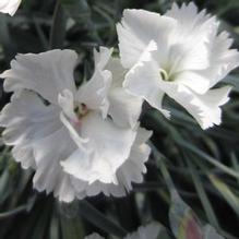 Dianthus 'Angel of Purity' Dianthus 'Angel of Purity'