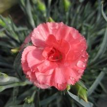 Dianthus 'Romance' Dianthus 'Romance'