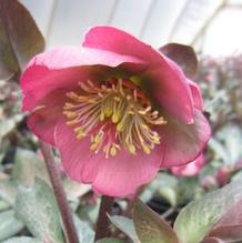 Helleborus Frostkiss® Dorothy's Dawn