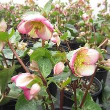 Helleborus Frostkiss® Glenda's Gloss Helleborus Frostkiss® Glenda's Gloss