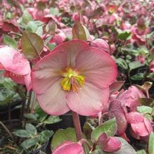 Helleborus Frostkiss® Penny's Pink Helleborus Frostkiss® Penny's Pink