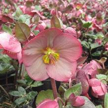 Helleborus Frostkiss® Penny's Pink