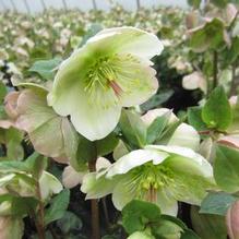 Helleborus Frostkiss® Molly's White Helleborus Frostkiss® Molly's White