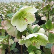 Helleborus Frostkiss® Molly's White