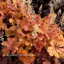 Heucherella 'Buttered Rum' Heucherella 'Buttered Rum'