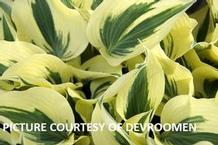 Hosta 'Firn Line'