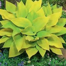 Hosta 'Sunny Halcyon' Hosta 'Sunny Halcyon'