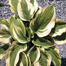 Hosta 'Wide Brim' Hosta 'Wide Brim'