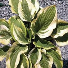 Hosta 'Wide Brim'