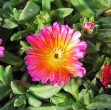 Delosperma Ocean Sunset™ Orange Glow