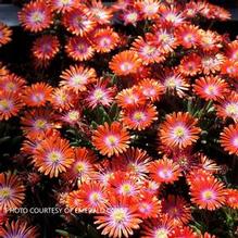 Delosperma 'Sunstone'